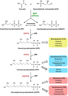 Crystal Structure of Geranylgeranyl Pyrophosphate Synthase (CrtE) Involved in Cyanobacterial Terpenoid Biosynthesis